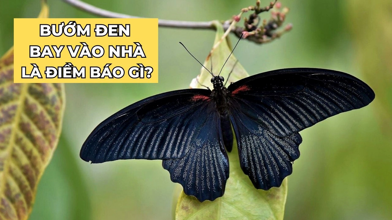 buom-den-bay-vao-nha-diem-bao-tot-hay-xau-trong-nam-2026_910
