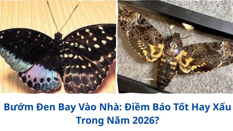 buom-den-bay-vao-nha