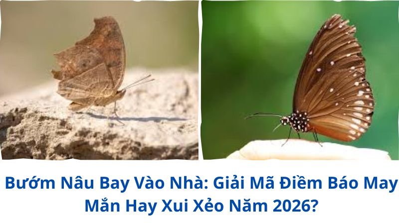buom-nau-bay-vao-nha