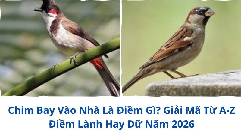 chim-bay-vao-nha-la-diem-gi