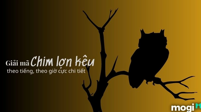 chim-lon-keu-bao-hieu-diem-gi-giai-ma-chi-tiet-tu-khoa-hoc-d_319