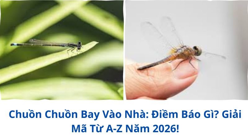 chuon-chuon-bay-vao-nha
