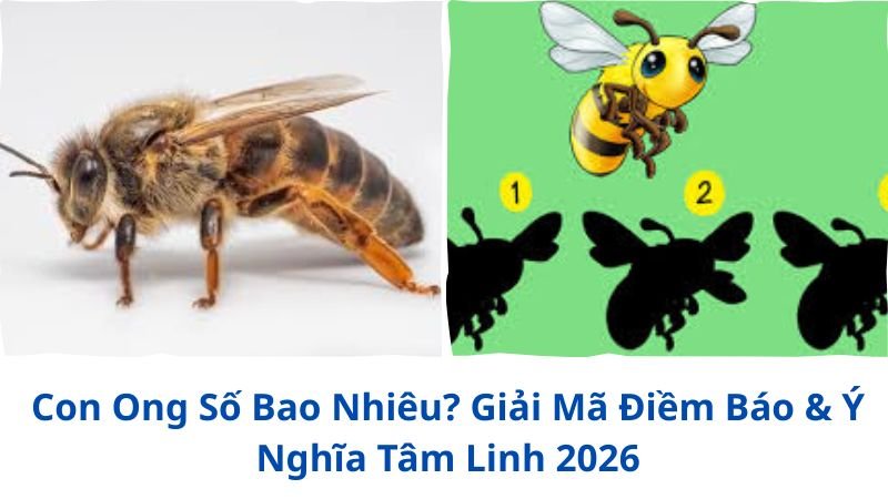 con-ong-so-bao-nhieu