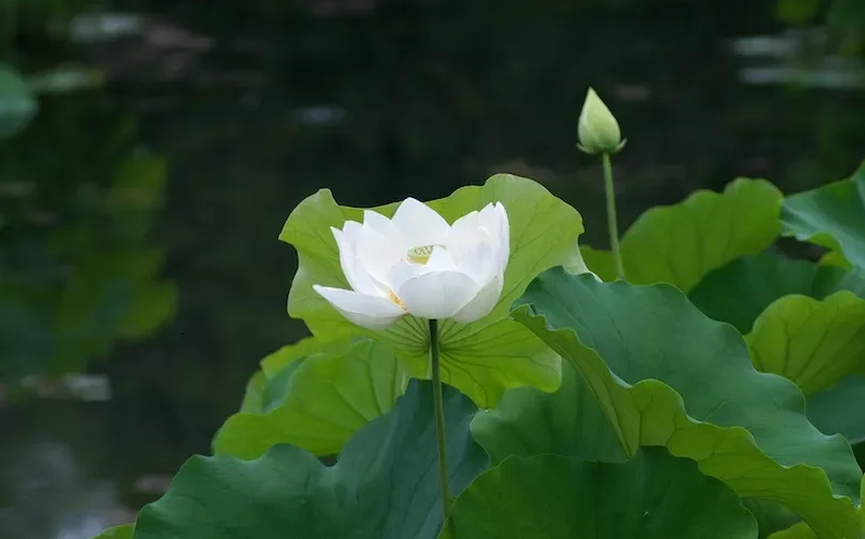 Đặc điểm của hoa sen
