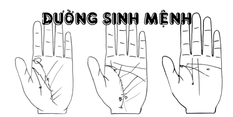 Đường chỉ tay sinh mệnh bắt đầu từ gần gò của ngón tay cái