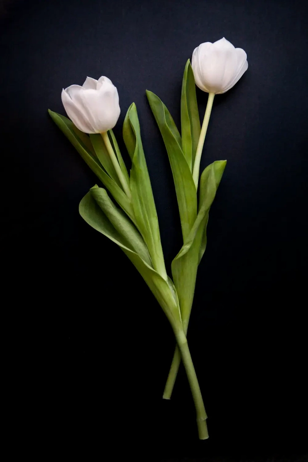 giai-ma-hoa-tulip-trang-co-y-nghia-gi-trong-tinh-yeu-cuoc-so_759