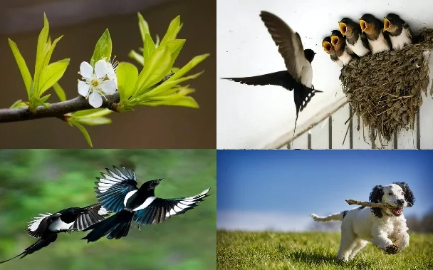 giai-ma-tac-ke-keu-7-tieng-ban-dem-may-man-hay-diem-bao-thay_427