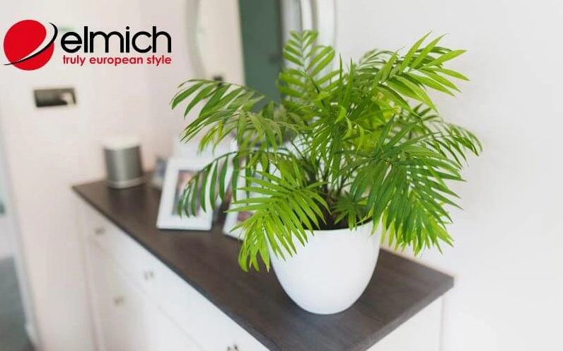 Hình 3: Cau Tiểu Trâm là lời giải đáp cho câu hỏi mệnh hỏa hợp cây gì