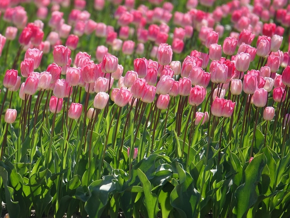 Hoa tulip trắng có ý nghĩa gì? Ý nghĩa hoa tulip theo từng màu