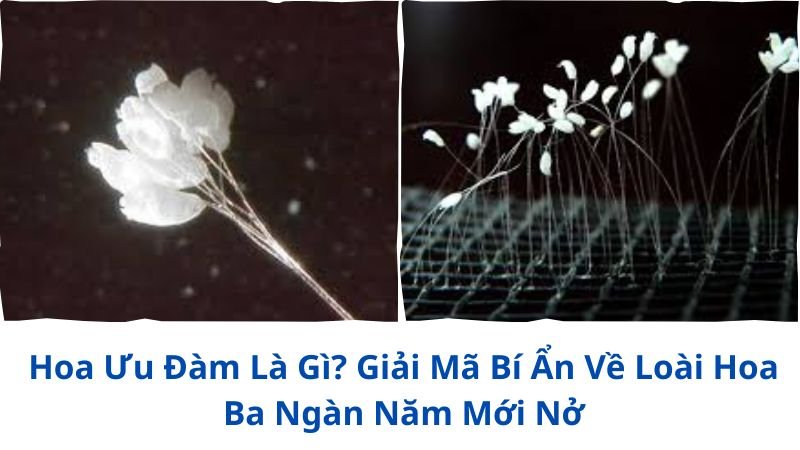 hoa-uu-dam-la-gi