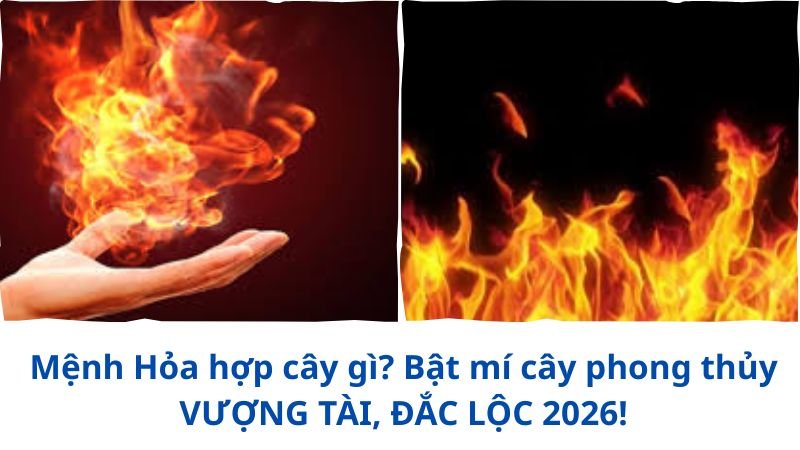 menh-hoa-hop-cay-gi