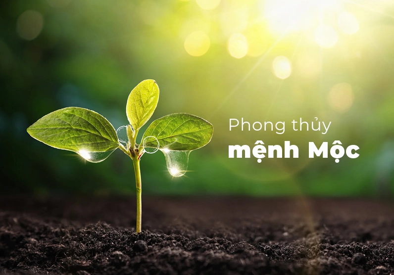 Mệnh Mộc là gì? Sinh năm nào, hợp và khắc với mệnh gì?