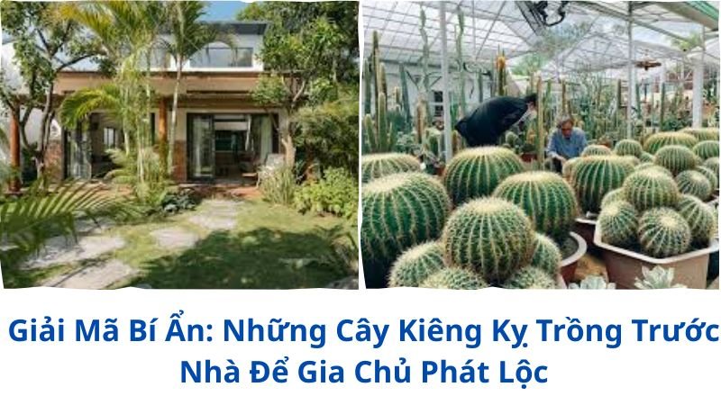 nhung-cay-kieng-ky-trong-truoc-nha