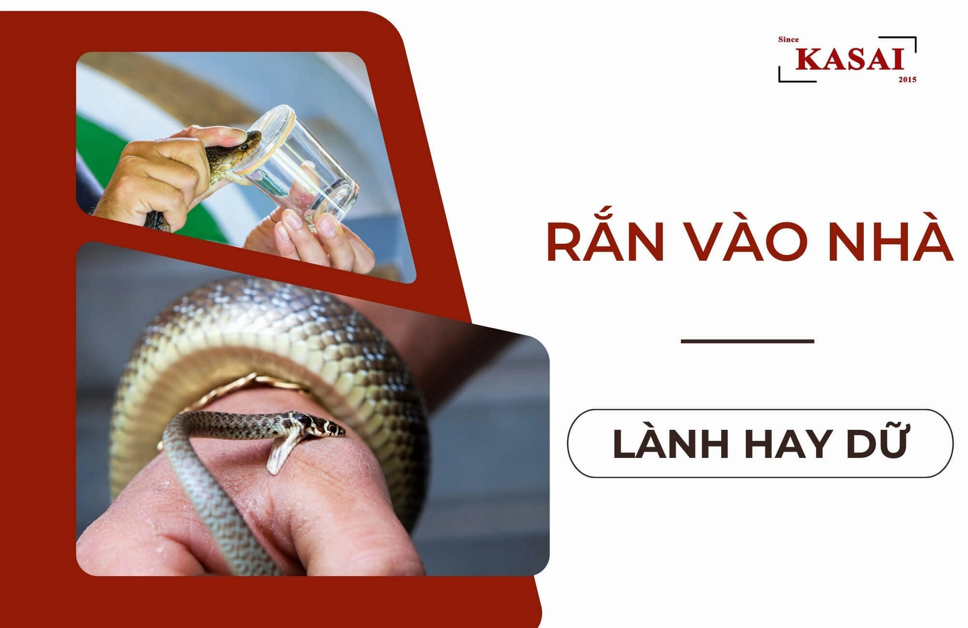 Rắn vào nhà lành hay dữ