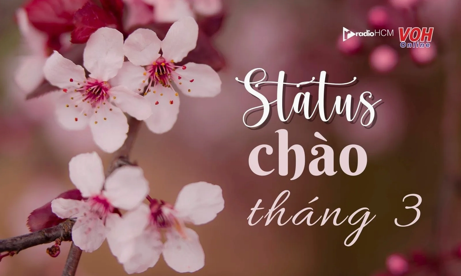 STT chào tháng 3 sâu lắng, giàu cảm xúc