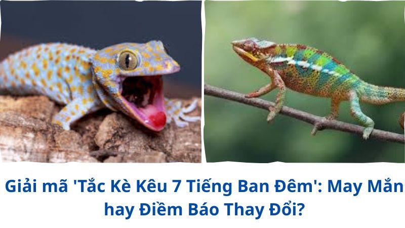 tac-ke-keu-7-tieng-ban-dem