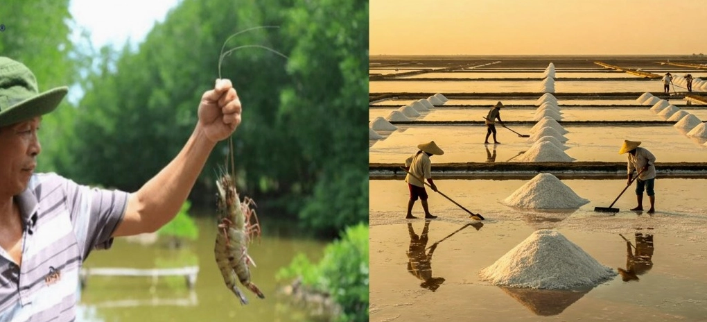 Tỉnh Cà Mau thủ phủ tôm và muối của cả nước