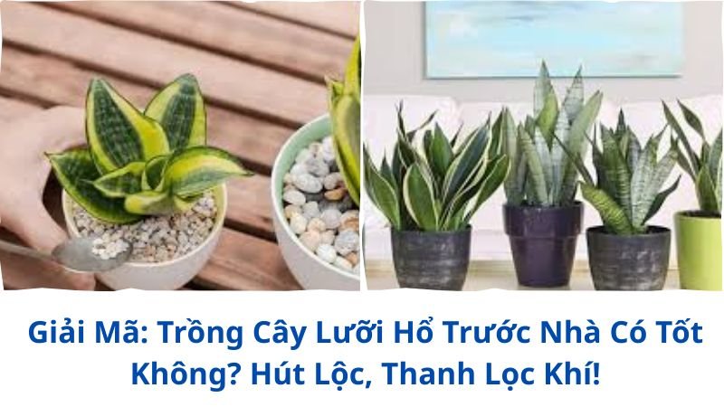 trong-cay-luoi-ho-truoc-nha-co-tot-khong