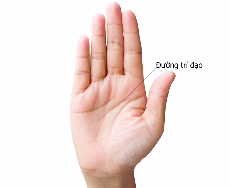 Xem bói chỉ tay tổng quan