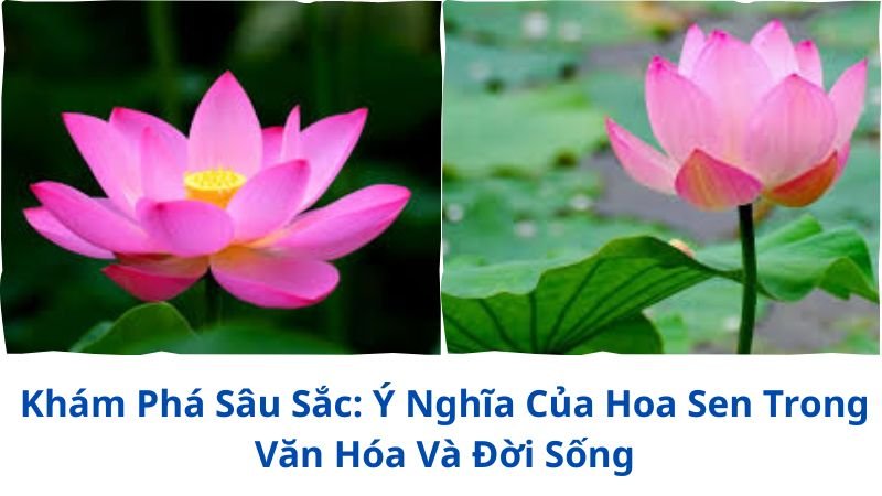 y-nghia-cua-hoa-sen