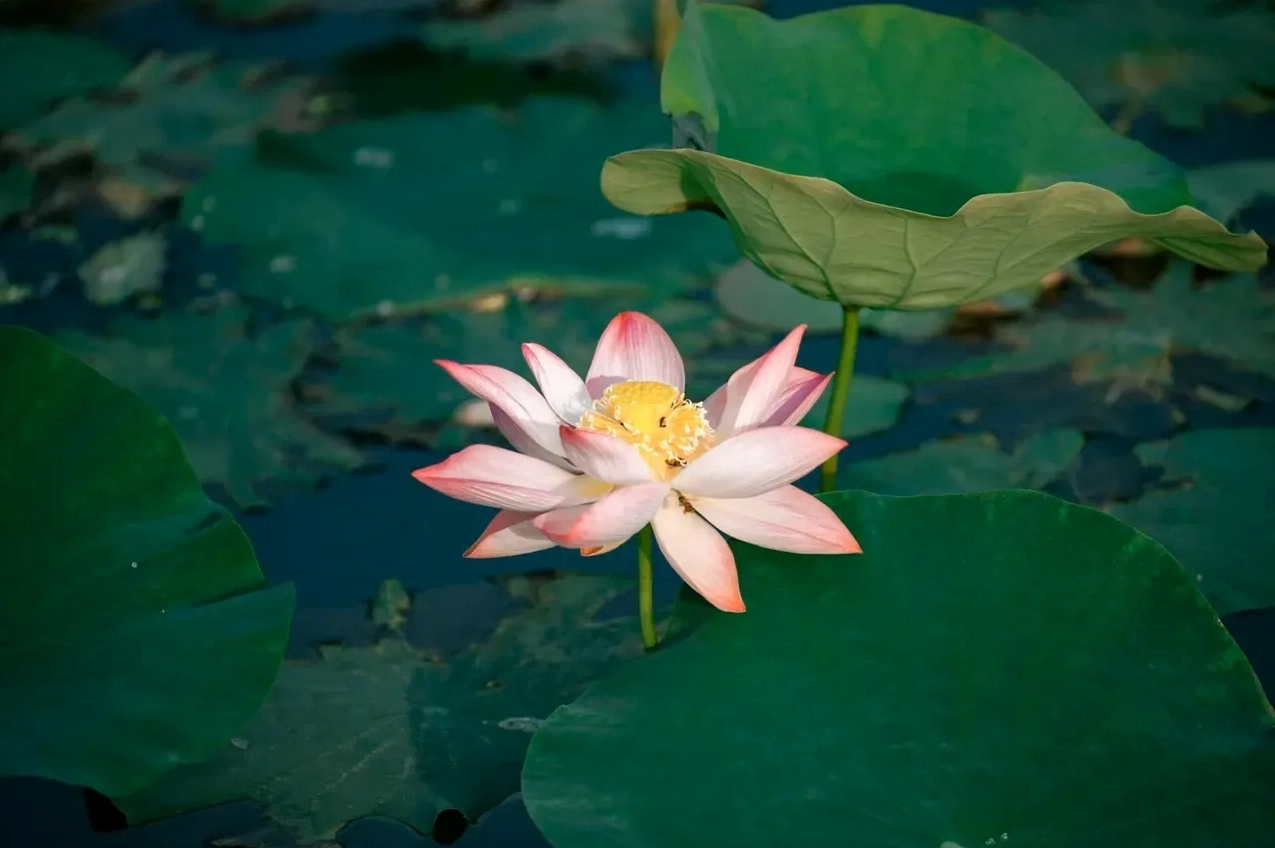 Ý nghĩa hoa sen trong đời sống người Việt Nam