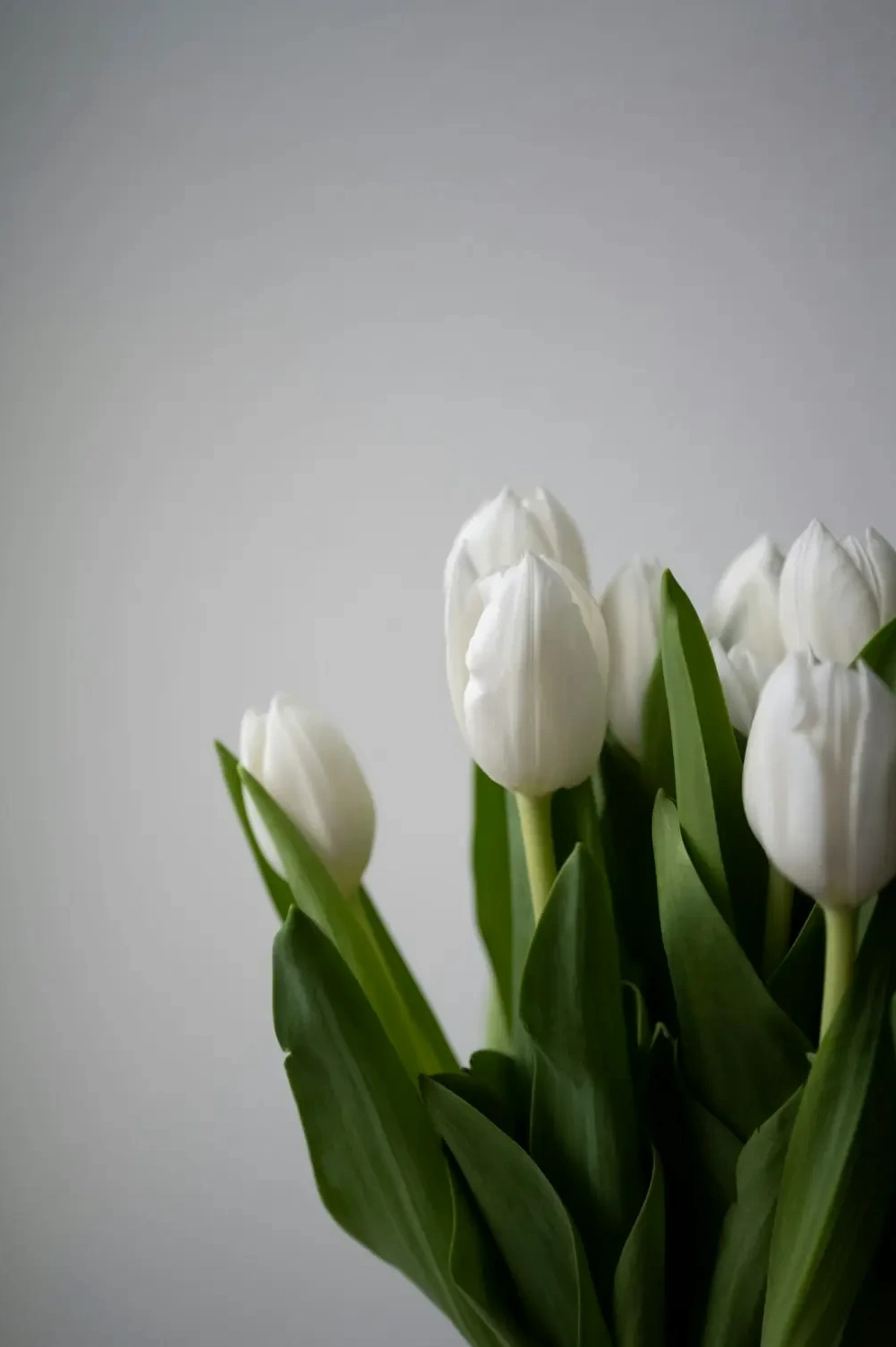 Ý nghĩa hoa Tulip Trắng theo màu sắc
