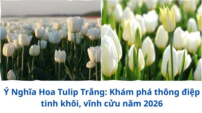 y-nghia-hoa-tulip-trang