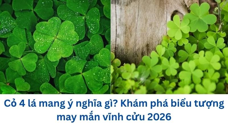 co-4-la-mang-y-nghia-gi
