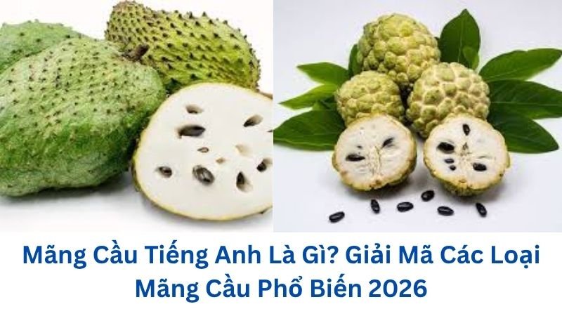mang-cau-tieng-anh-la-gi