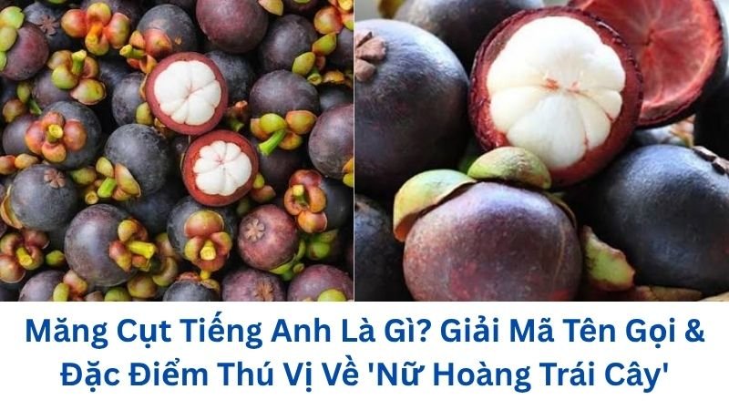 mang-cut-tieng-anh-la-gi