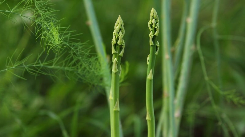 Măng tây (Asparagus officinalis) là một loại cây thân thảo lâu năm được trồng từ thân rễ