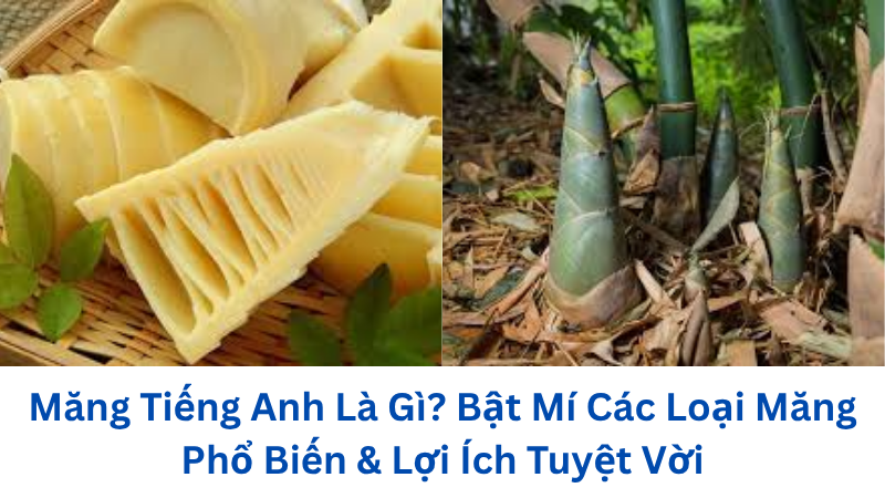 mang-tieng-anh-la-gi