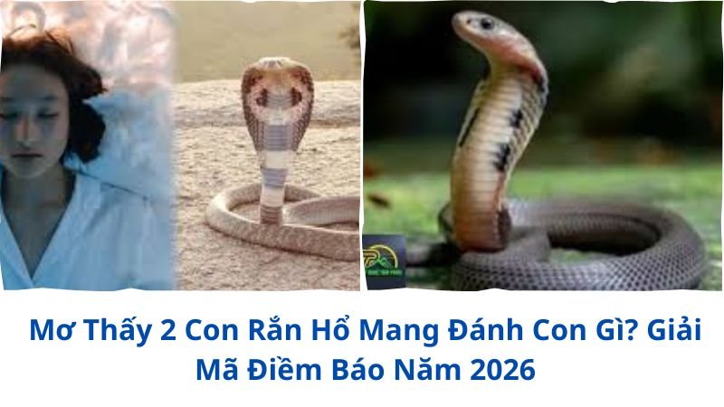 mo-thay-2-con-ran-ho-mang-danh-con-gi