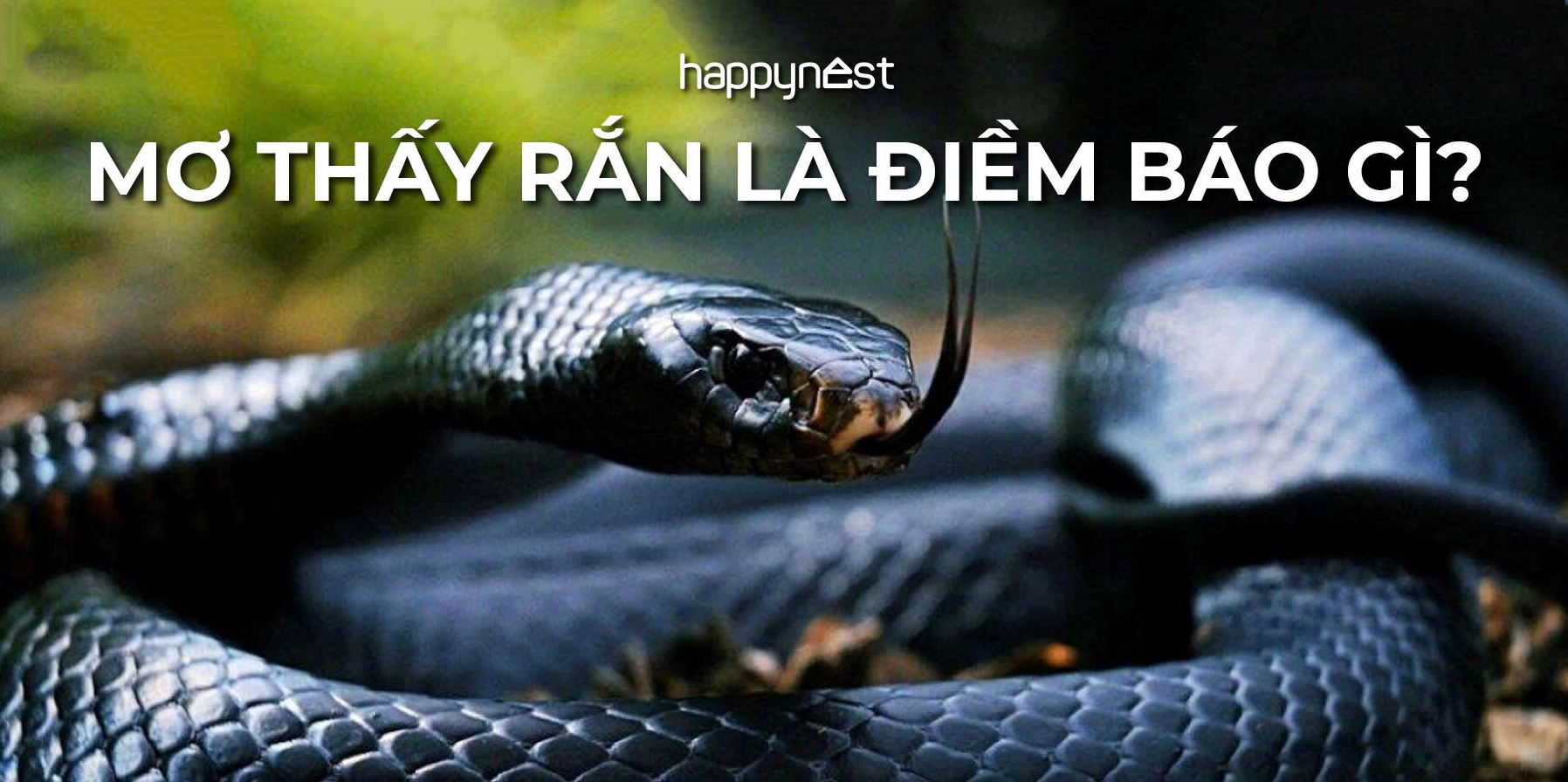 nam-mo-thay-ran-ho-mang-can-tay-danh-con-gi-giai-ma-diem-bao_502