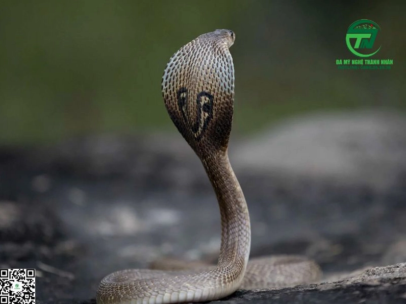 Nằm Mơ Thấy Rắn Hổ Mang