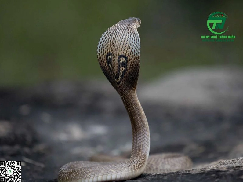 Nằm Mơ Thấy Rắn Hổ Mang