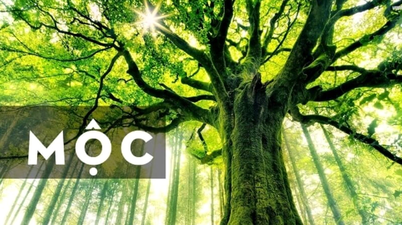 Người sinh năm 1988 thuộc mệnh Mộc
