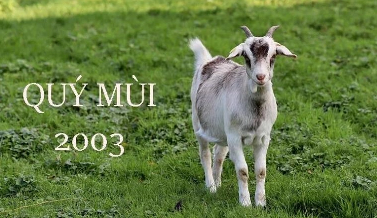 quy-mui-2003-menh-gi-luan-giai-chi-tiet-ve-cung-menh-hop-tuo_334