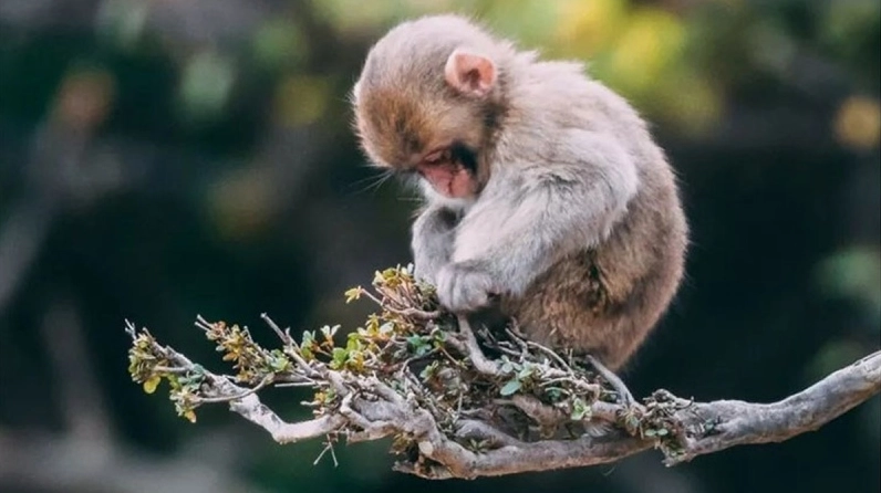 Tuổi Thân là gì?