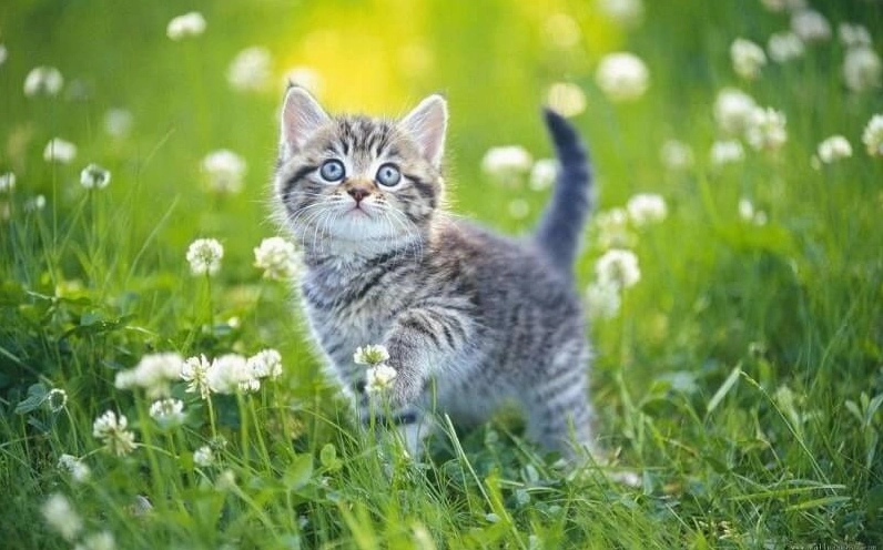 Vật phẩm phong thủy tương hợp với mệnh Thổ cũng phù hợp cho người tuổi Kỷ Mão